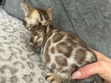 À réserver 3 chatons Bengals LOOF