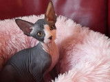 À réserver 2 chatons Sphynx LOOF