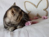 À vendre un mâle chaton Exotic Shorthair (LOOF)