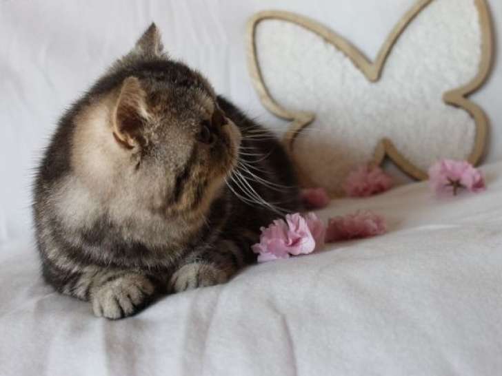 À vendre un mâle chaton Exotic Shorthair (LOOF)