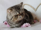 À vendre un mâle chaton Exotic Shorthair (LOOF)