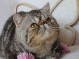À vendre un mâle chaton Exotic Shorthair (LOOF)