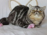 À vendre un mâle chaton Exotic Shorthair (LOOF)