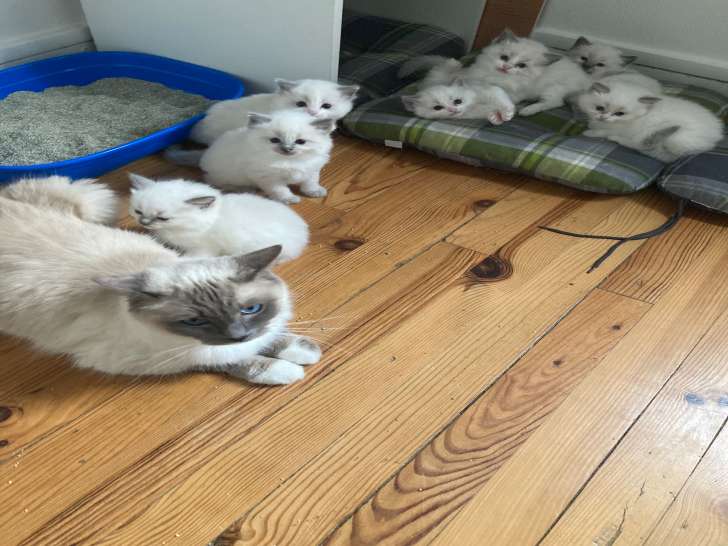 Chatons Ragdoll LOOF à réserver