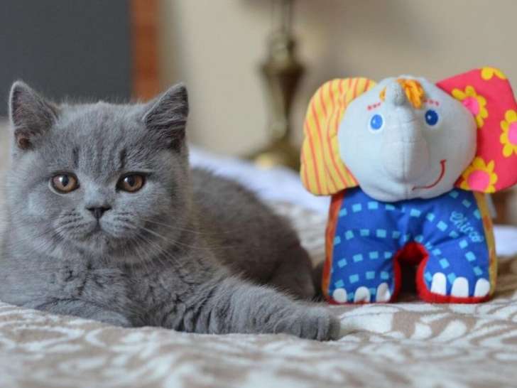 2 chatons British Shorthair à réserver (LOOF)
