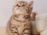 2 chatons British Shorthair à réserver (LOOF)