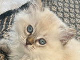 Des chatons British Longhair à vendre (LOOF)