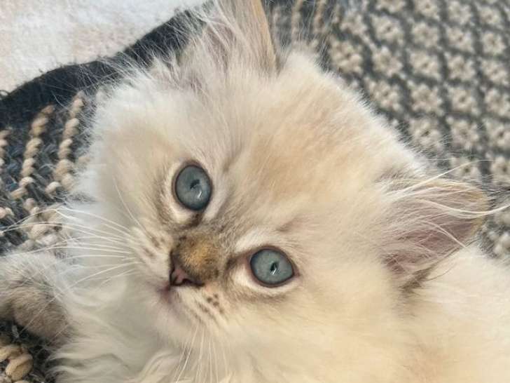 Des chatons British Longhair à vendre (LOOF)
