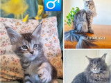 1 chaton mâle Maine Coon LOOF à réserver