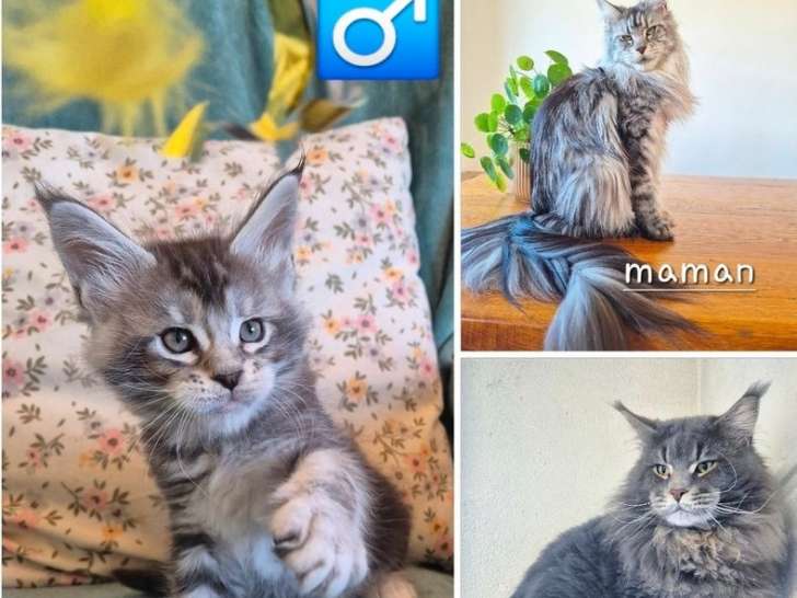 1 chaton mâle Maine Coon LOOF à réserver
