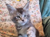 1 chaton mâle Maine Coon LOOF à réserver