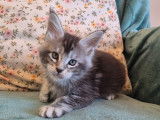 1 chaton mâle Maine Coon LOOF à réserver