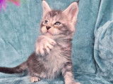 1 chaton mâle Maine Coon LOOF à réserver