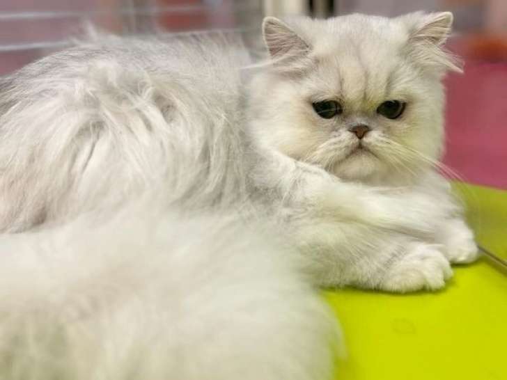 À acheter une chatonne Persan Chinchilla (LOOF)