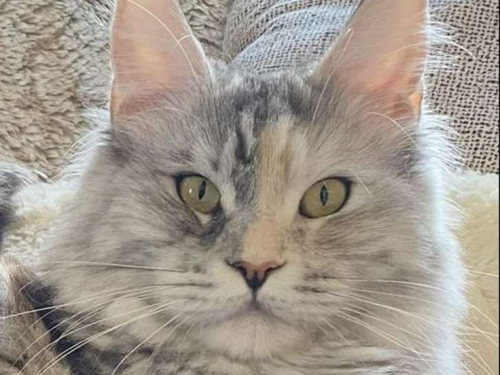 Une chatte adulte Maine Coon LOOF d’un an à vendre
