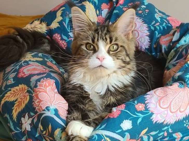 Une chatonne Maine Coon LOOF disponible à la vente