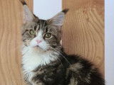 Une chatonne Maine Coon LOOF disponible à la vente