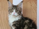 Une chatonne Maine Coon LOOF disponible à la vente