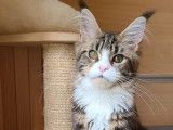 Une chatonne Maine Coon LOOF disponible à la vente