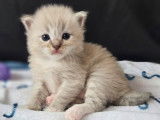 À réserver un chaton mâle Ragdoll LOOF bleu tabby