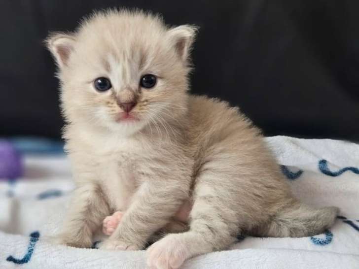 À réserver un chaton mâle Ragdoll LOOF bleu tabby