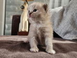 À réserver un chaton mâle Ragdoll LOOF bleu tabby