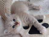À réserver un chaton mâle Ragdoll LOOF bleu tabby