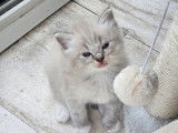 À réserver un chaton mâle Ragdoll LOOF bleu tabby