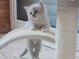 À réserver un chaton mâle Ragdoll LOOF bleu tabby