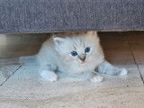 À réserver un chaton mâle Ragdoll LOOF bleu tabby