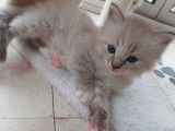 À réserver un chaton mâle Ragdoll LOOF bleu tabby