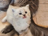 À réserver un chaton mâle Ragdoll LOOF bleu tabby