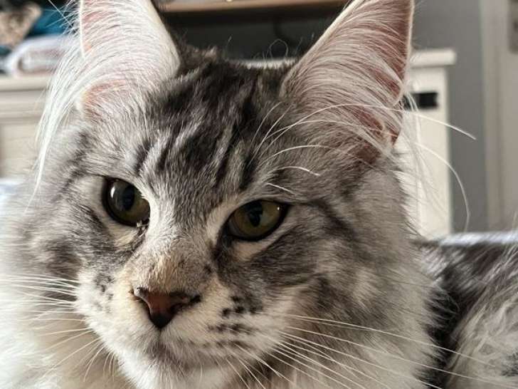 À vendre 3 chatons Maine Coons tachetés LOOF