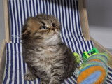 Un chaton mâle Highland Fold brown à réserver