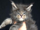 Des chatons Maine Coons LOOF disponibles à la réservation