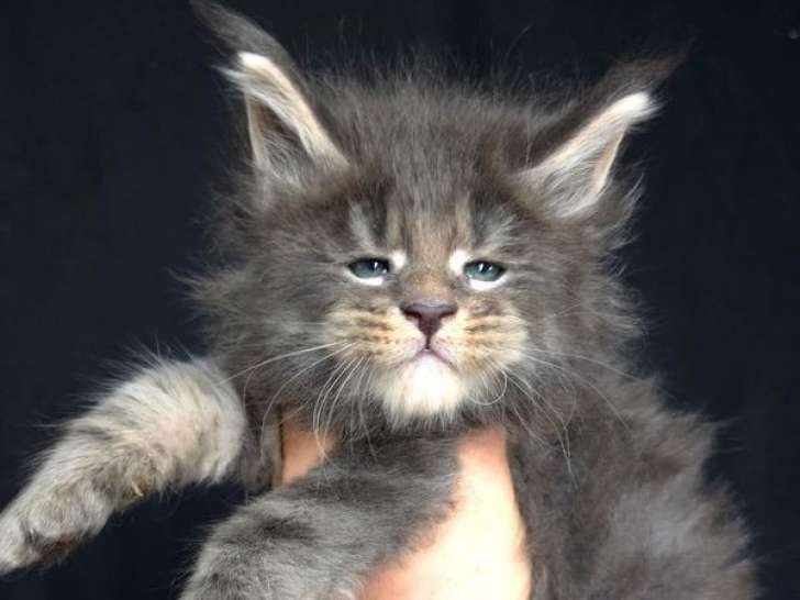 Des chatons Maine Coons LOOF disponibles à la réservation