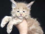 Des chatons Maine Coons LOOF disponibles à la réservation