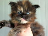 Des chatons Maine Coons LOOF disponibles à la réservation