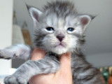 Des chatons Maine Coons LOOF disponibles à la réservation