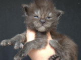 Des chatons Maine Coons LOOF disponibles à la réservation