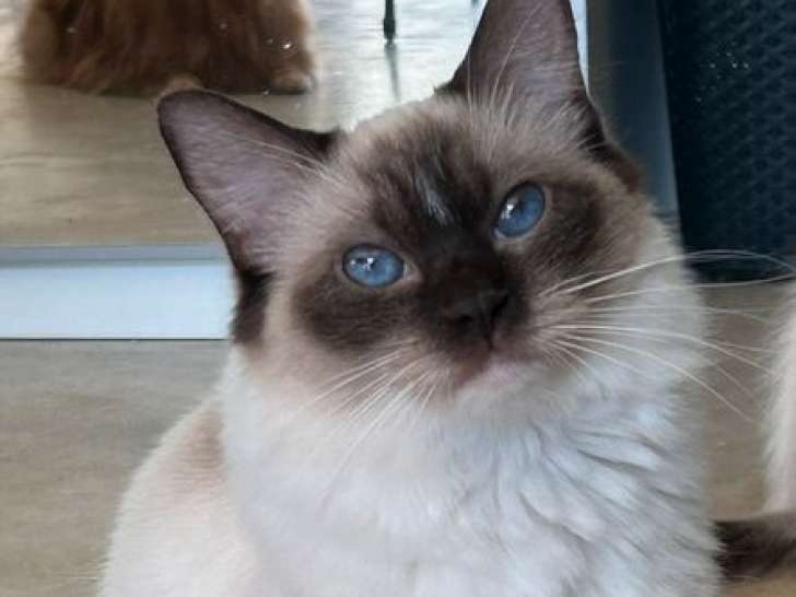 Chatte Ragdoll LOOF de 3 ans à vendre