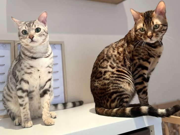 Chatons Bengal à vendre