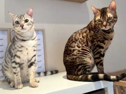 Chatons Bengal à vendre
