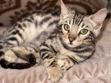 Chatons Bengal à vendre