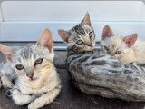 Chatons Bengal à vendre