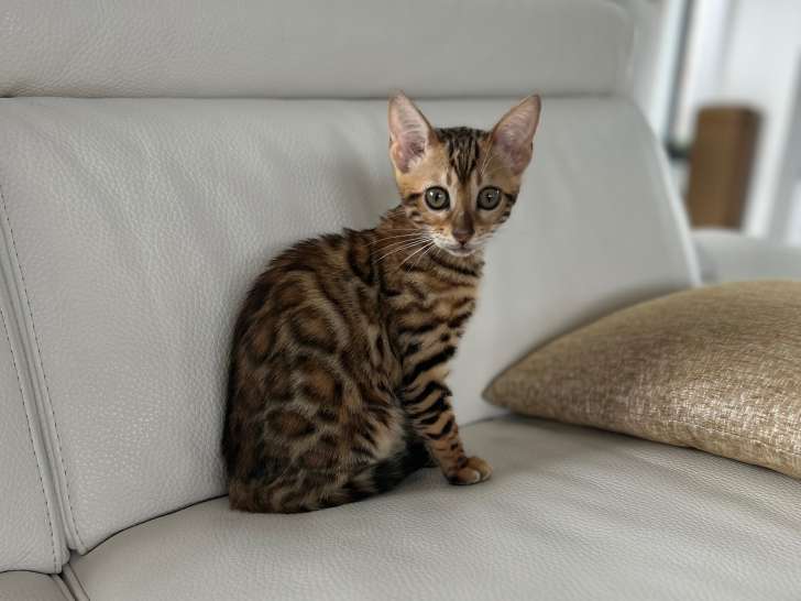 Chatonne Bengal à vendre