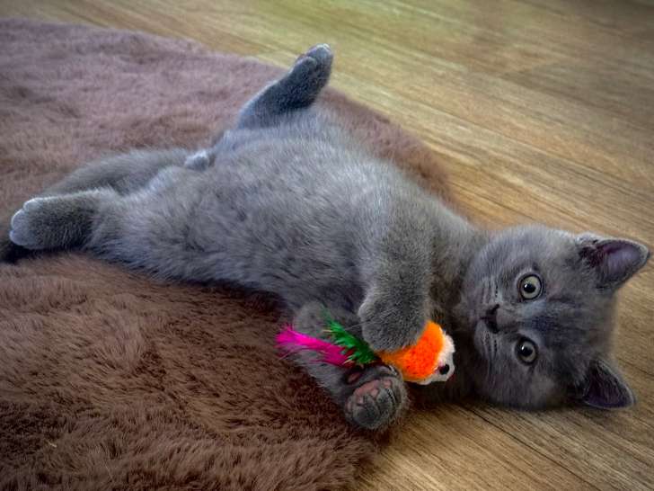 2 adorables chatons de type British Shorthair à vendre