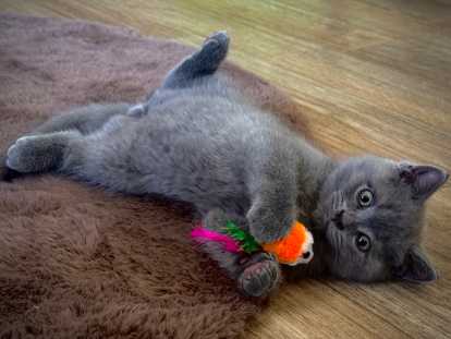 2 adorables chatons de type British Shorthair à vendre