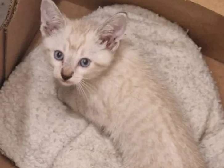 À adopter : chaton mâle beige