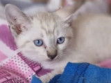 À adopter : chaton mâle beige